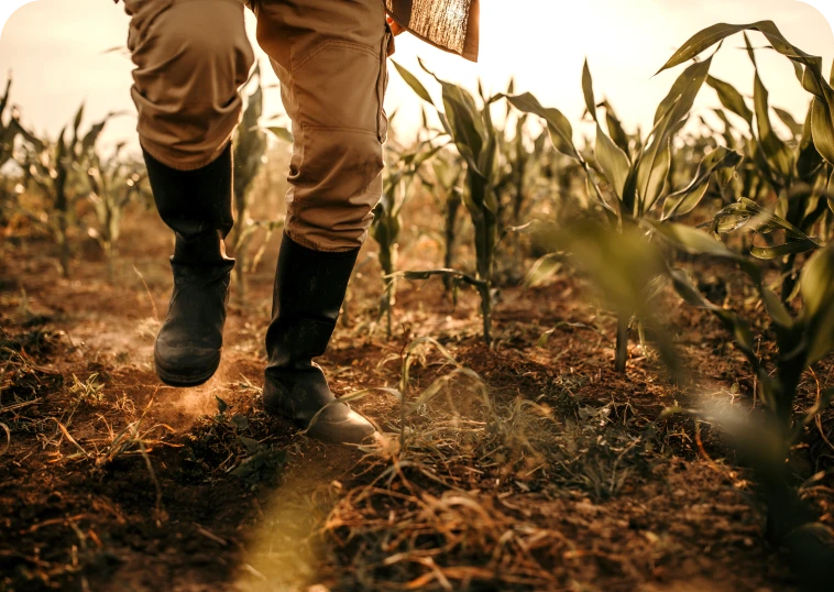 Person strolling in agricultural field
