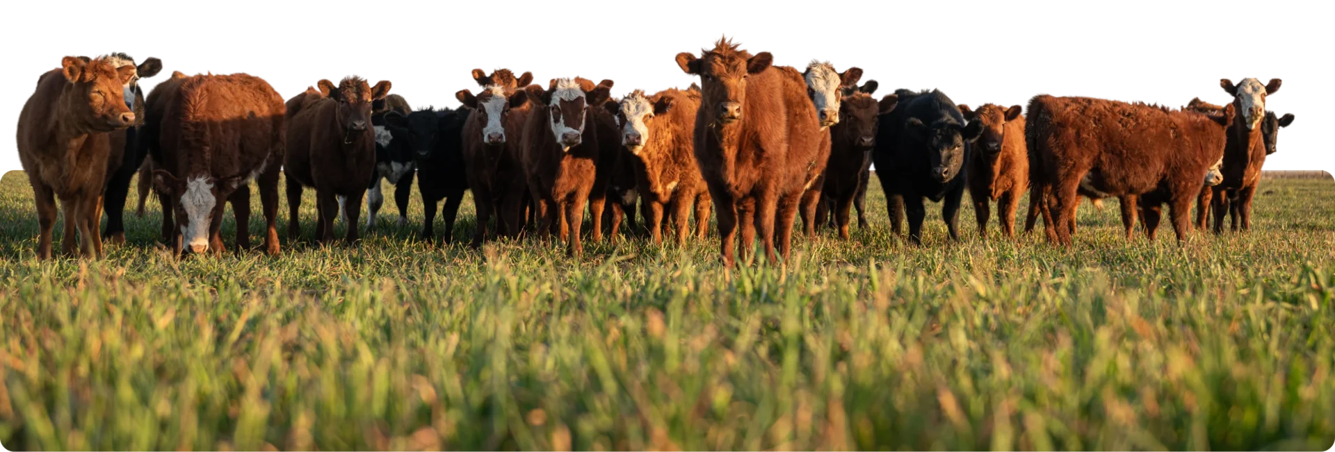 Group of cows on dark background