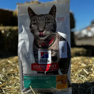 A cat with a cat food bag on its head outdoors.