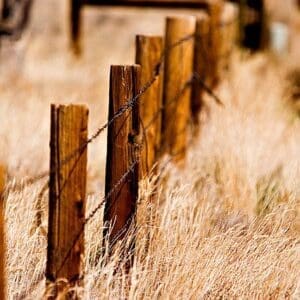 Rustic wooden fence posts in dry grassland.